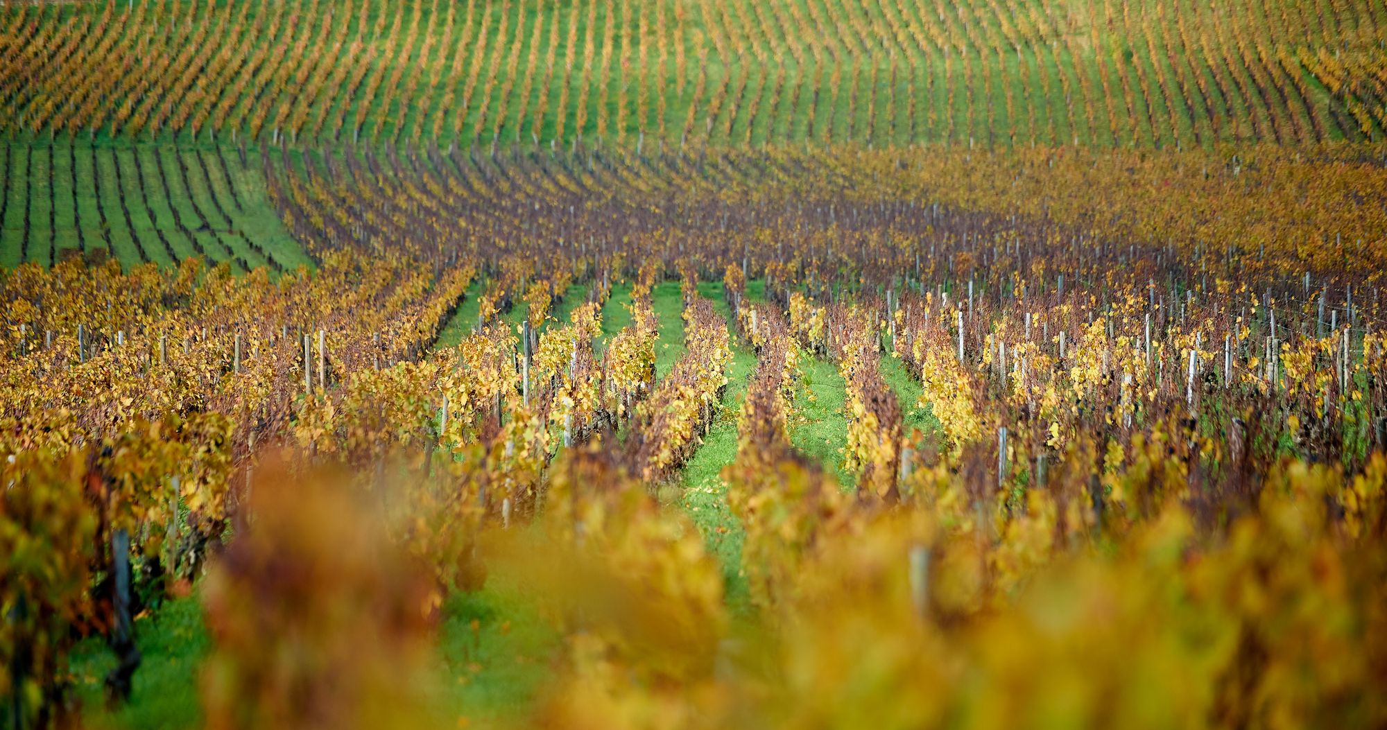 Espace Presse | Domaine Viticole Des Hospices De Beaune